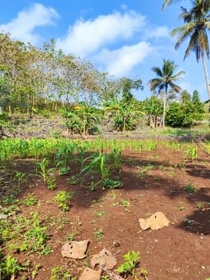 Ladang Jagung Gebang